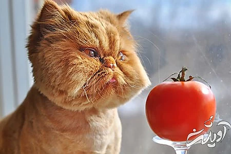 جدیدترین عکس های خنده دار،عکس های خنده دار حیوانات عکس های خنده دار از حیوانات, جدید ترین عکس های خنده دار